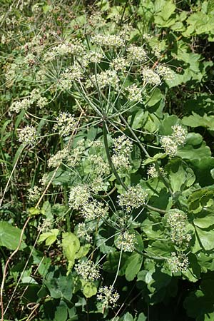 Laser trilobum \ Rossk�mmel / Gladich, D Butzbach 26.5.2017