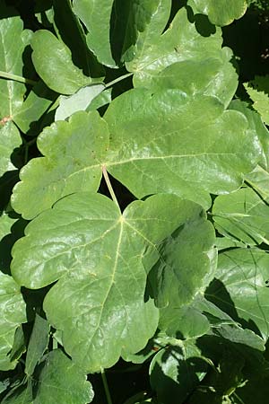 Laser trilobum \ Rossk�mmel / Gladich, D Butzbach 26.5.2017