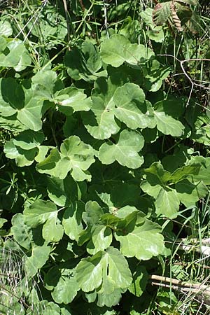 Laser trilobum \ Rossk�mmel / Gladich, D Butzbach 26.5.2017