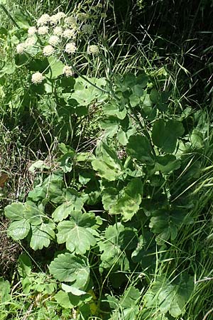 Laser trilobum \ Rossk�mmel / Gladich, D Butzbach 26.5.2017