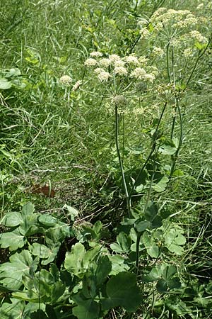 Laser trilobum \ Rossk�mmel / Gladich, D Butzbach 26.5.2017