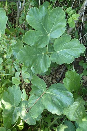 Laser trilobum \ Rossk�mmel / Gladich, D Butzbach 26.5.2017