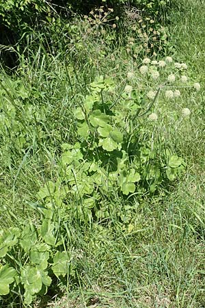 Laser trilobum \ Rossk�mmel / Gladich, D Butzbach 26.5.2017