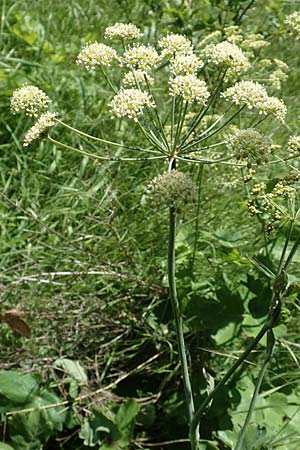 Laser trilobum \ Rossk�mmel / Gladich, D Butzbach 26.5.2017