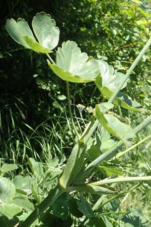 Laser trilobum \ Rossk�mmel / Gladich, D Butzbach 26.5.2017