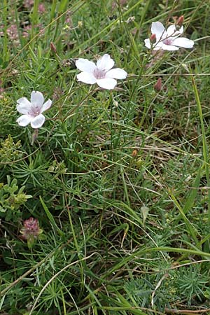 Linum tenuifolium \ Schmalbl�ttriger Lein / Narrow-Leaved Flax, D Gr&uuml;nstadt-Asselheim 16.6.2018
