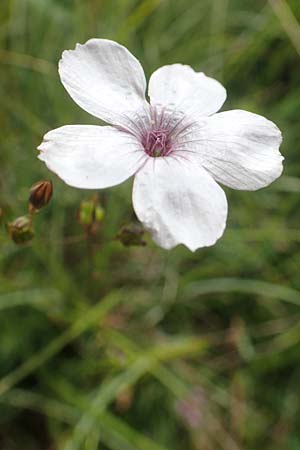 Linum tenuifolium \ Schmalbl�ttriger Lein / Narrow-Leaved Flax, D Gr&uuml;nstadt-Asselheim 16.6.2018