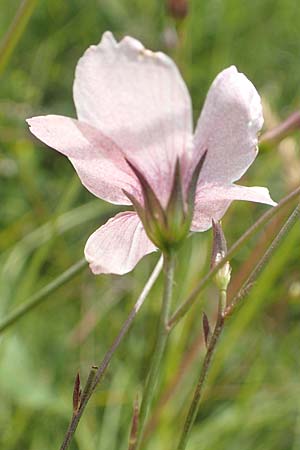 Linum tenuifolium \ Schmalbl�ttriger Lein / Narrow-Leaved Flax, D Gr&uuml;nstadt-Asselheim 16.6.2018