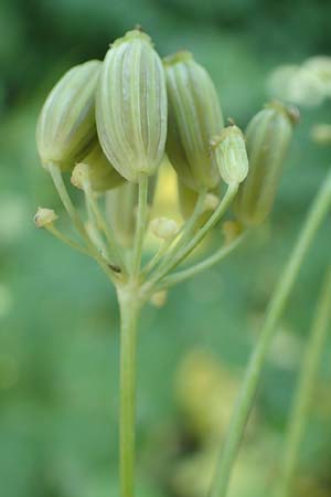 Laser trilobum \ Rossk�mmel / Gladich, D Ingelheim 6.7.2018