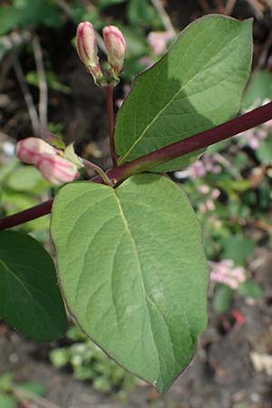 Lonicera tatarica \ Tataren-Heckenkirsche / Tatarian Honeysuckle, D Frankfurt Airport 8.5.2021