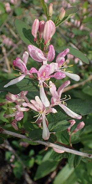 Lonicera tatarica \ Tataren-Heckenkirsche / Tatarian Honeysuckle, D Frankfurt Airport 8.5.2021