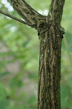Lonicera tatarica \ Tataren-Heckenkirsche / Tatarian Honeysuckle, D Mannheim 27.5.2021