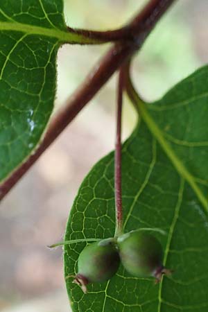 Lonicera tatarica \ Tataren-Heckenkirsche / Tatarian Honeysuckle, D Mannheim 27.5.2021