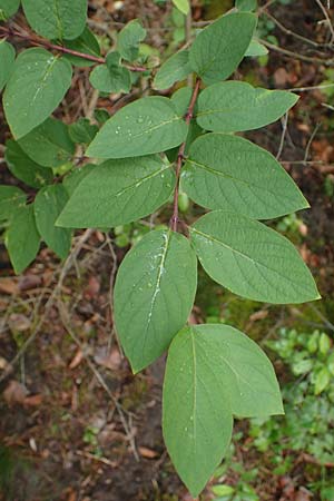 Lonicera tatarica \ Tataren-Heckenkirsche / Tatarian Honeysuckle, D Mannheim 27.5.2021