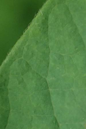 Lonicera tatarica \ Tataren-Heckenkirsche / Tatarian Honeysuckle, D Mannheim 27.5.2021