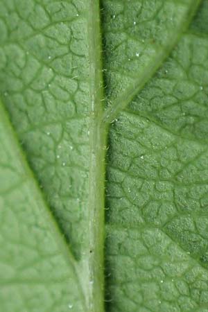 Lonicera tatarica \ Tataren-Heckenkirsche / Tatarian Honeysuckle, D Mannheim 27.5.2021