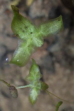 Lemna trisulca \ Dreifurchige Wasserlinse / Ivy-Leaved Duckweed, D Gro&szlig;-Gerau 29.5.2021