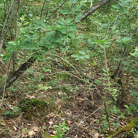 Lonicera tatarica \ Tataren-Heckenkirsche / Tatarian Honeysuckle, D Mannheim 8.6.2021