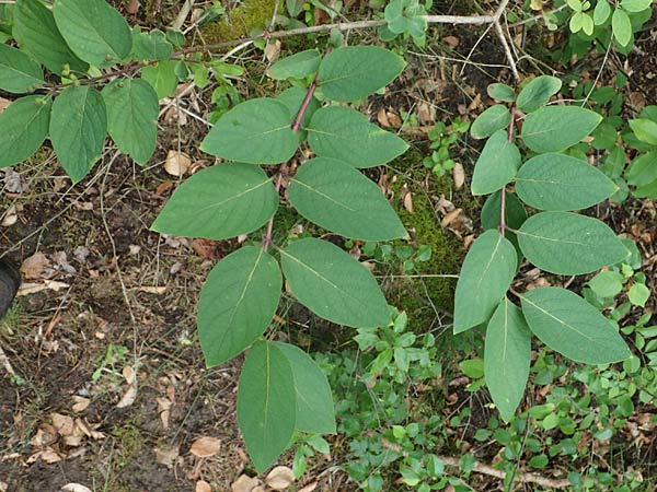 Lonicera tatarica \ Tataren-Heckenkirsche / Tatarian Honeysuckle, D Mannheim 8.6.2021
