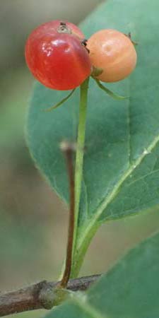 Lonicera tatarica \ Tataren-Heckenkirsche / Tatarian Honeysuckle, D Mannheim 16.7.2021