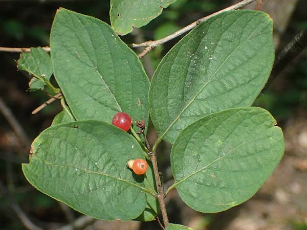 Lonicera tatarica \ Tataren-Heckenkirsche / Tatarian Honeysuckle, D Mannheim 16.7.2021
