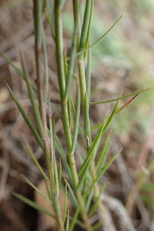 Linum tenuifolium \ Schmalbl�ttriger Lein / Narrow-Leaved Flax, D Gr&uuml;nstadt-Asselheim 26.8.2021