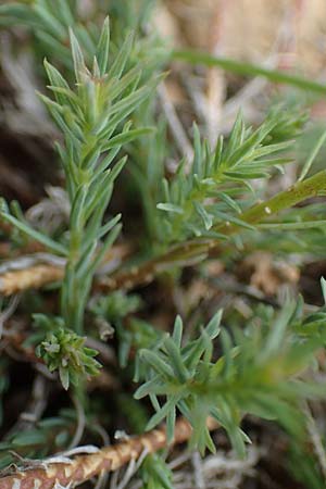 Linum tenuifolium \ Schmalbl�ttriger Lein / Narrow-Leaved Flax, D Gr&uuml;nstadt-Asselheim 26.8.2021
