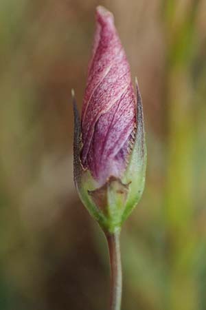 Linum tenuifolium \ Schmalbl�ttriger Lein / Narrow-Leaved Flax, D Gr&uuml;nstadt-Asselheim 26.8.2021