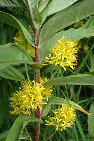 Lysimachia thyrsiflora \ Strau�bl�tiger Gilb-Weiderich / Tufted Loosestrife, D Rh&ouml;n, Schwarzes Moor 20.6.2023