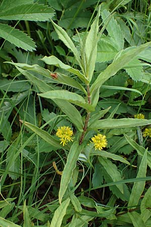Lysimachia thyrsiflora \ Strau�bl�tiger Gilb-Weiderich / Tufted Loosestrife, D Rh&ouml;n, Schwarzes Moor 20.6.2023