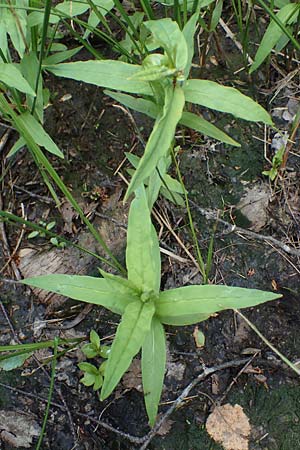 Lysimachia thyrsiflora \ Strau�bl�tiger Gilb-Weiderich / Tufted Loosestrife, D Rh&ouml;n, Schwarzes Moor 20.6.2023