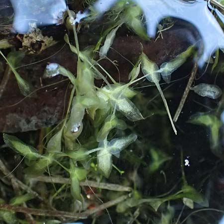 Lemna trisulca \ Dreifurchige Wasserlinse / Ivy-Leaved Duckweed, D Iffeldorf 14.8.2024