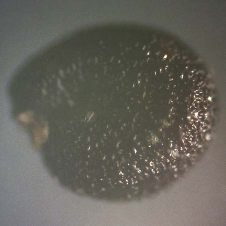 Portulaca papillatostellulata \ Papillenfr&uuml;chtiger Portulak / Papilla-Fruited Purslane, D Ludwigshafen 30.8.2018