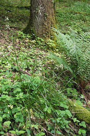 Luzula luzuloides \ Wei�liche Hainsimse / White Wood-Rush, D &Ouml;stringen-Eichelberg 29.5.2016