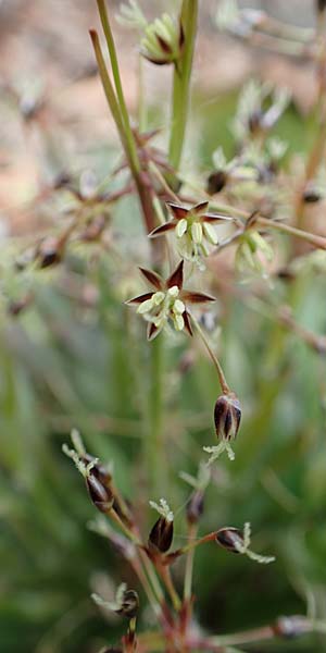 Luzula sylvatica \ Wald-Hainsimse / Great Wood-Rush, D Hemsbach 21.3.2015