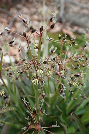 Luzula sylvatica \ Wald-Hainsimse / Great Wood-Rush, D Hemsbach 21.3.2015