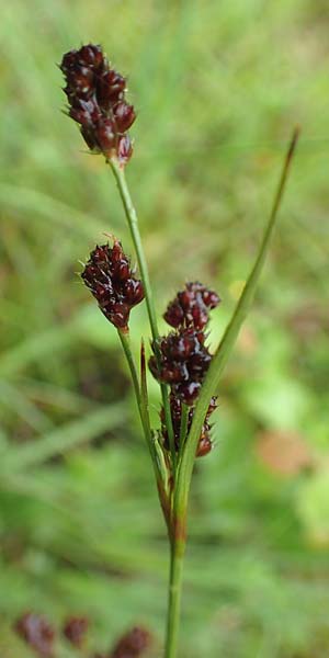 Luzula multiflora \ Vielbl�tige Hainsimse / Heath Wood-Rush, D Pfronten 9.6.2016