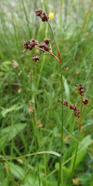 Luzula multiflora \ Vielbl�tige Hainsimse / Heath Wood-Rush, D Pfronten 9.6.2016