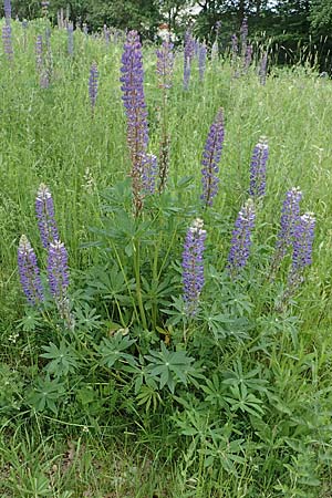 Lupinus polyphyllus \ Vielbl�ttrige Lupine / Garden Lupin, D Sundern 14.6.2019