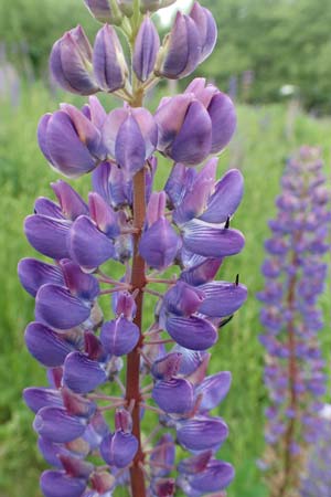 Lupinus polyphyllus \ Vielbl�ttrige Lupine / Garden Lupin, D Sundern 14.6.2019