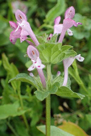 Lamium amplexicaule \ St�ngelumfassende Taubnessel / Henbit Dead-Nettle, D Lohra-Rollshausen 22.6.2020