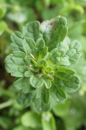 Lamium amplexicaule \ St�ngelumfassende Taubnessel / Henbit Dead-Nettle, D Lohra-Rollshausen 22.6.2020