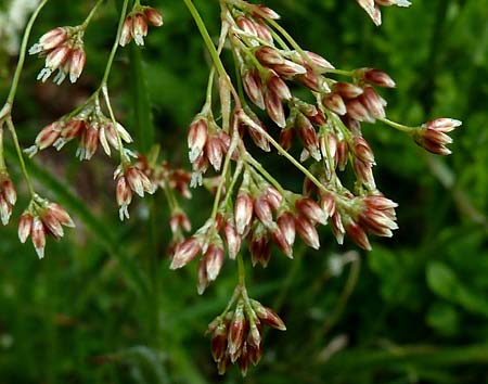 Luzula luzuloides subsp. cuprina \ Wei�liche Hainsimse / White Wood-Rush, D Schwarzwald/Black-Forest, Feldberg 27.6.2015 (Photo: Ursula Schiebold)