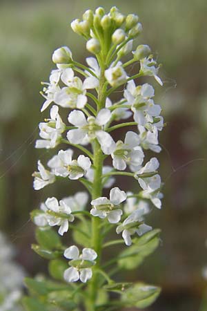 Lepidium virginicum \ Virginische Kresse / Least Pepperwort, D Heidelberg 11.6.2013