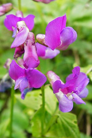 Lathyrus vernus \ Fr�hlings-Platterbse / Spring Pea, D N&uuml;dlingen 9.5.2015