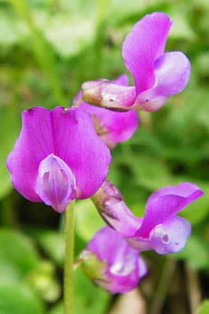 Lathyrus vernus \ Fr�hlings-Platterbse / Spring Pea, D N&uuml;dlingen 9.5.2015