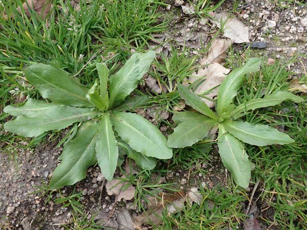 Lactuca virosa \ Gift-Lattich / Great Lettuce, D Heidelberg 17.3.2017