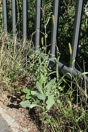 Lactuca virosa \ Gift-Lattich / Great Lettuce, D Schriesheim 7.8.2017