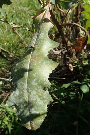 Lactuca virosa \ Gift-Lattich / Great Lettuce, D Schriesheim 7.8.2017