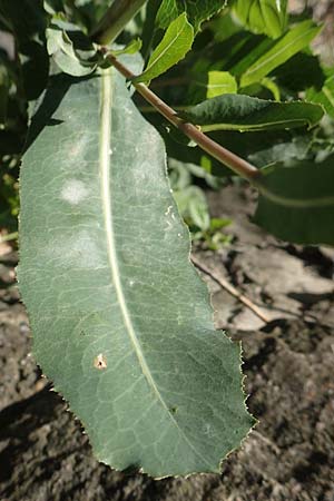 Lactuca virosa \ Gift-Lattich / Great Lettuce, D Schriesheim 7.8.2017